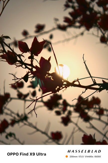 Oppo Find X9 Ultra 10x Telephoto Shots 4