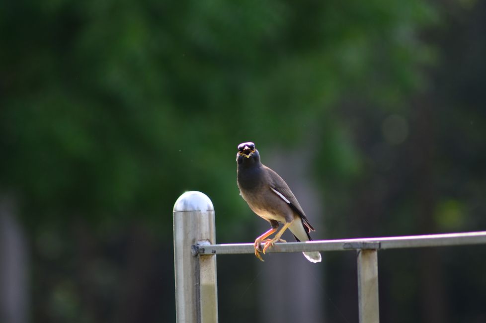 Nikon D3200 bird shot close up