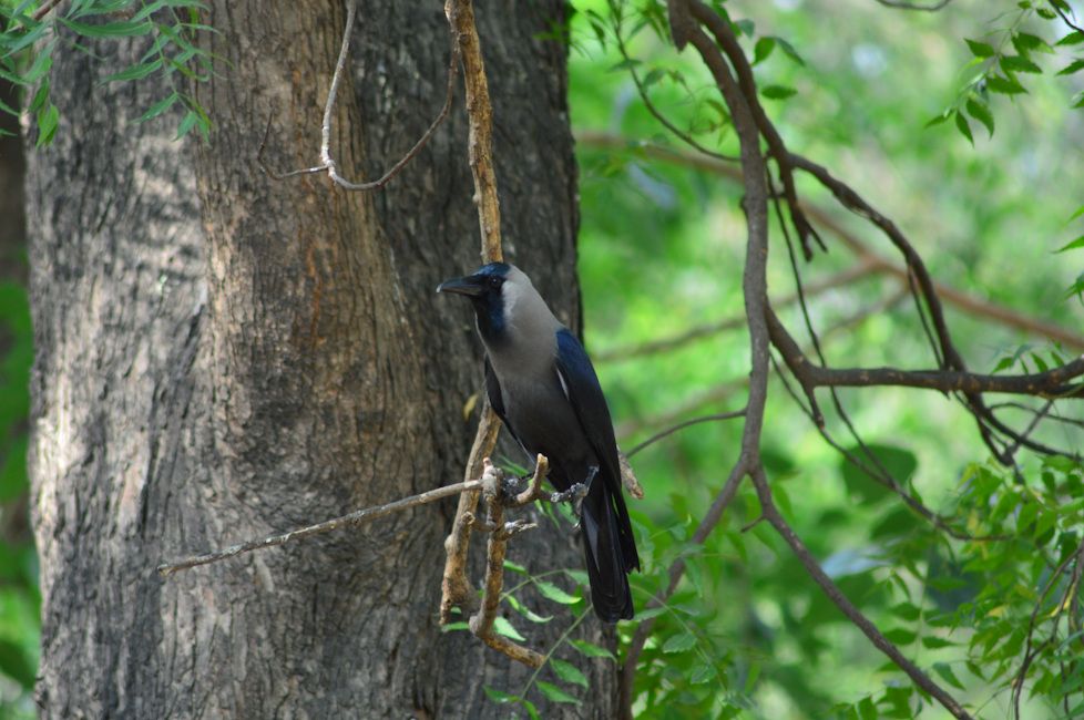 Nikon D3200 crow shot close up