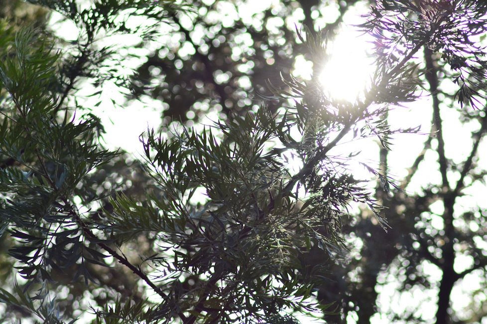Nikon D3200 trees shot day