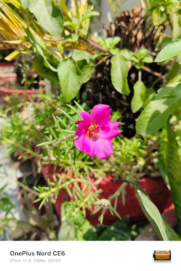 OnePlus Nord CE 6 flower shot day 27mm