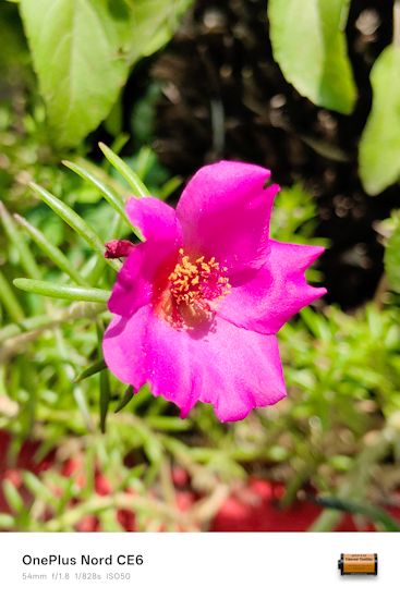 OnePlus Nord CE 6 flower shot day 54mm