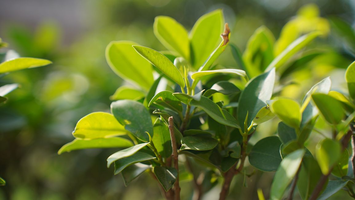 Sony A7 III leaf shot close up day