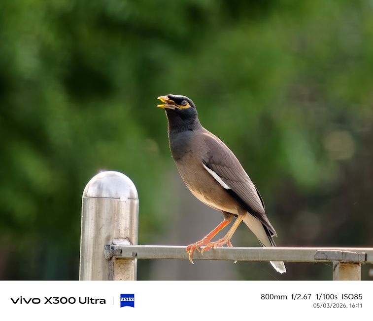 Vivo X300 Ultra bird shot close up