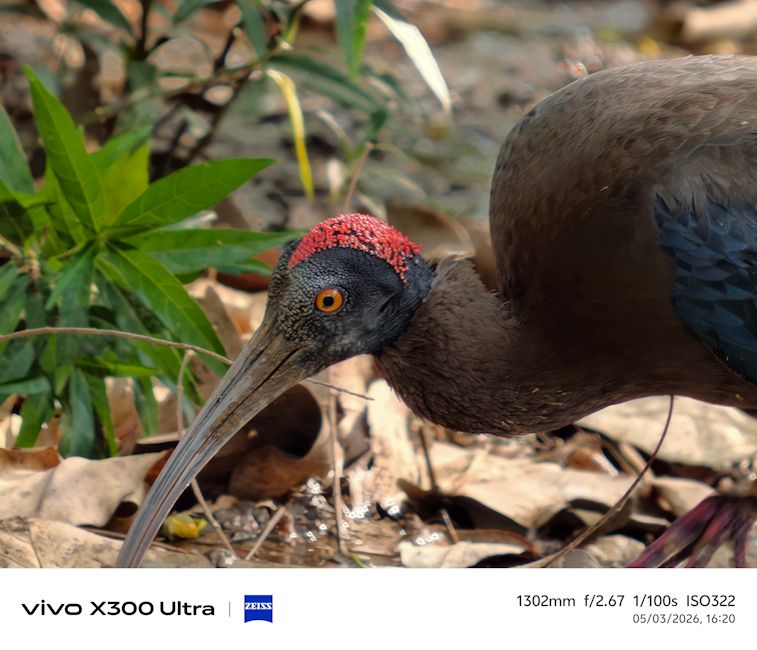 Vivo X300 Ultra bird shot day