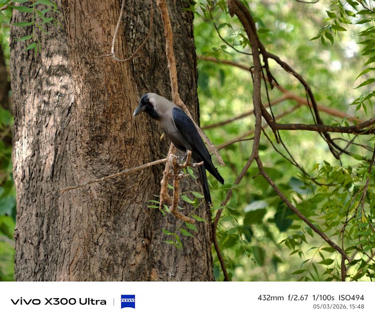 Vivo X300 Ultra crow shot close up