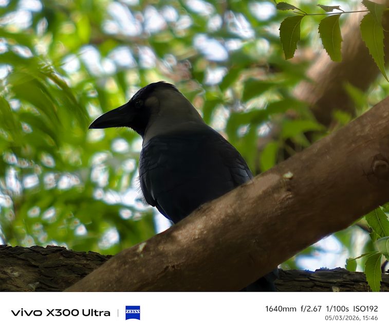 Vivo X300 Ultra crow shot day