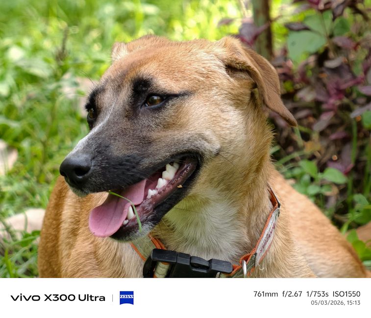 Vivo X300 Ultra dog shot day