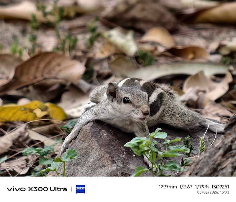 Vivo X300 Ultra 1200mm squirrel shot day