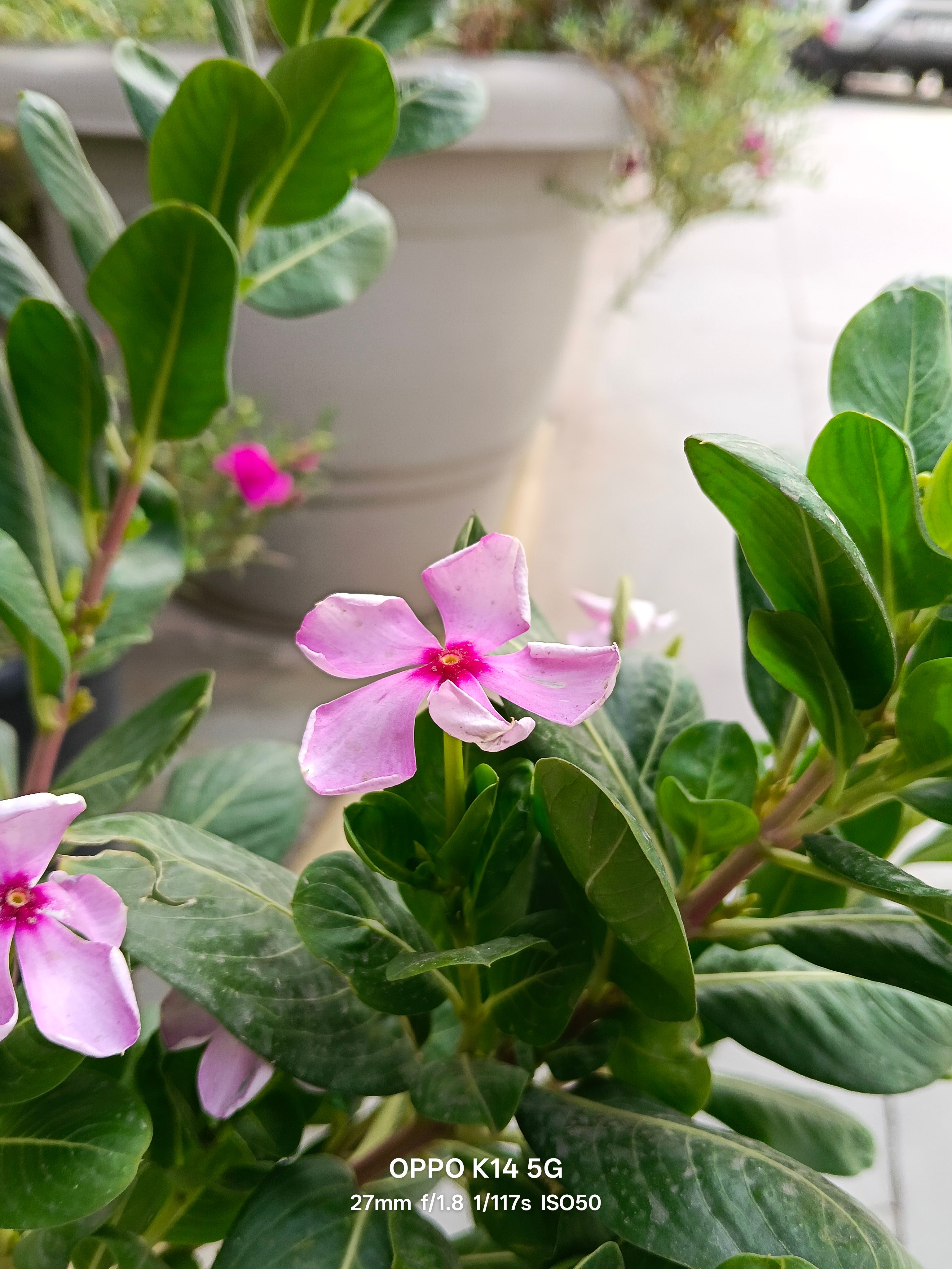 Oppo K14 5G 24mm flower shot day Oppo K14 5G 24mm flower shot day