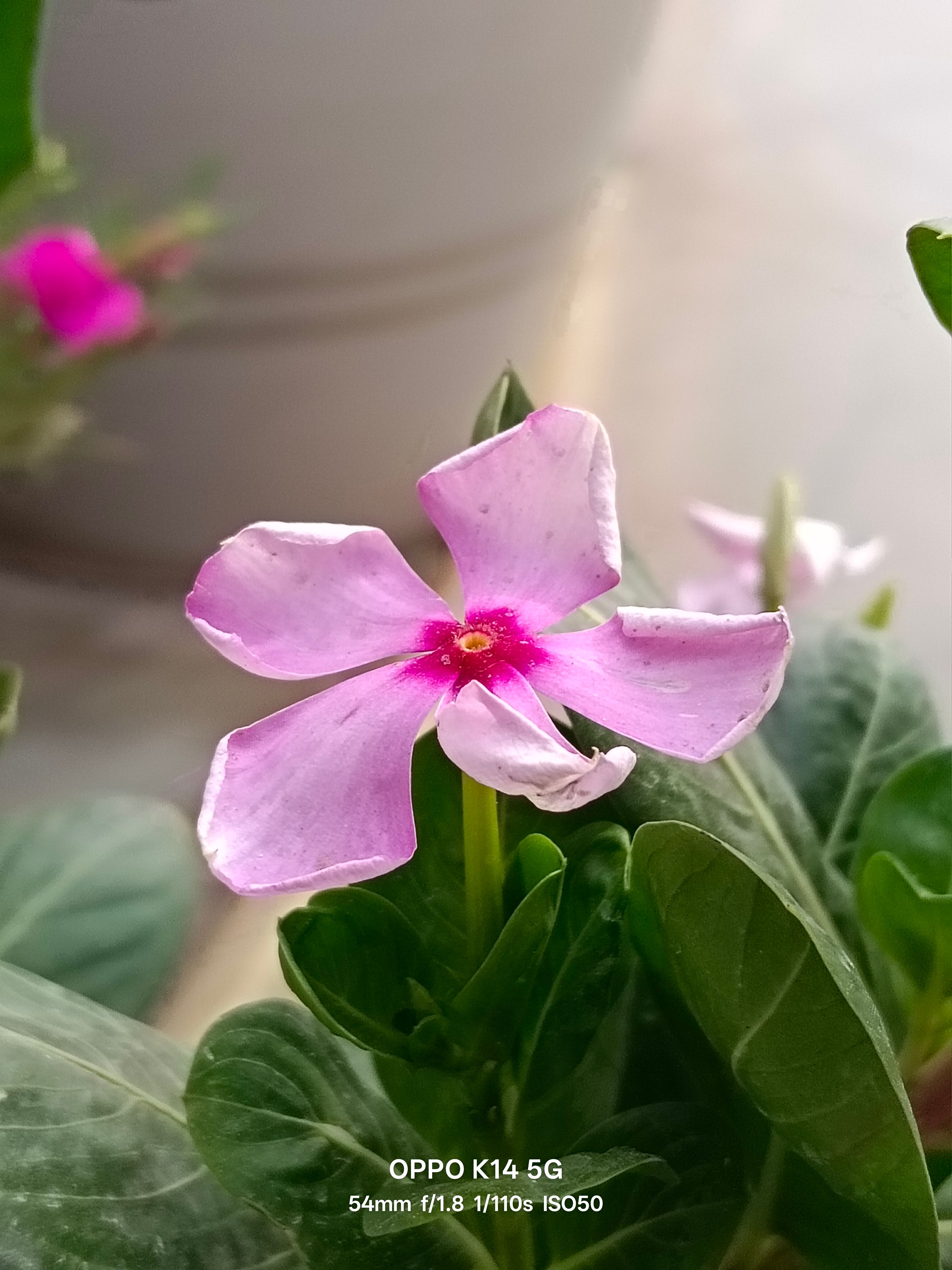 Oppo K14 5G 54mm flower shot day Oppo K14 5G 54mm flower shot day