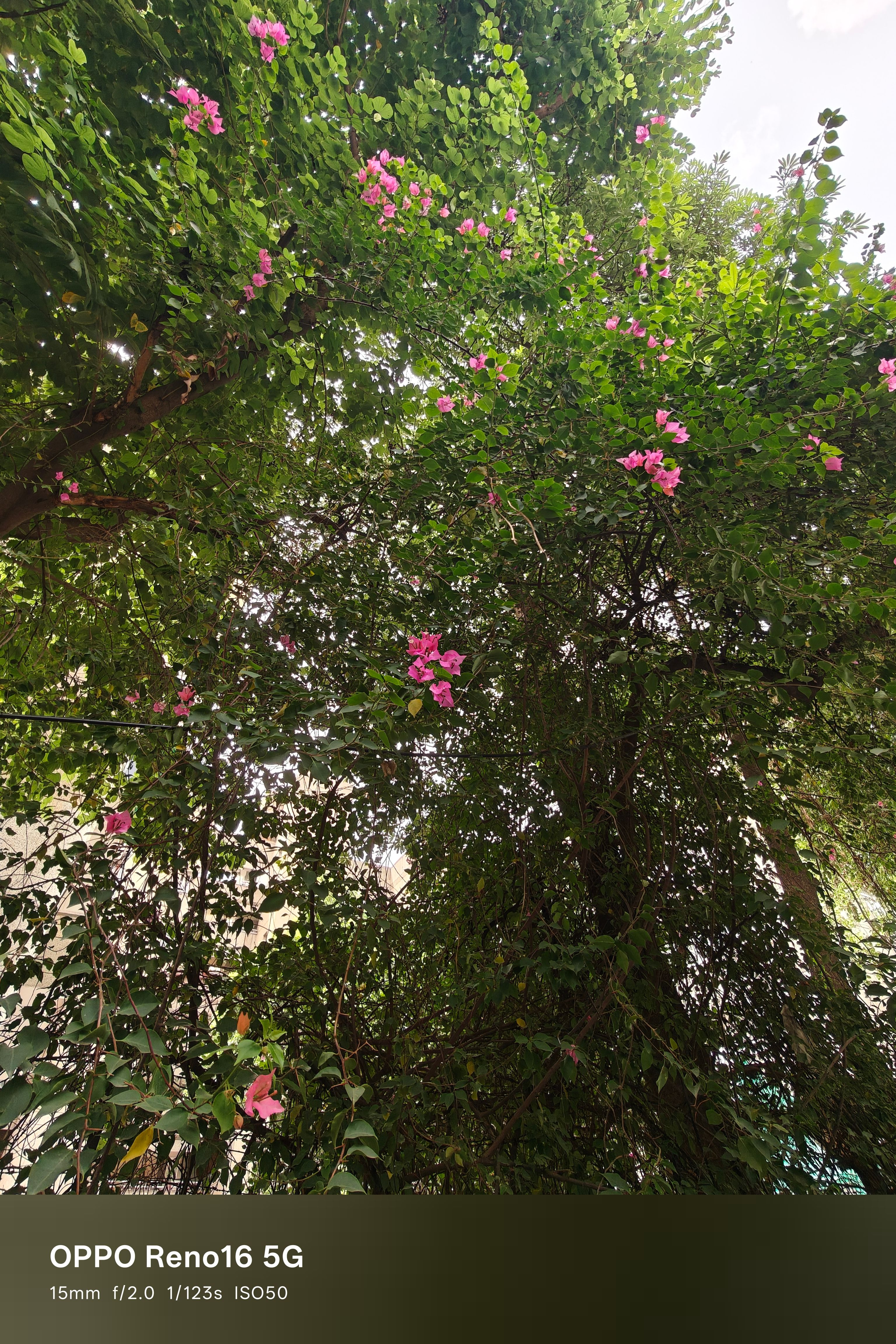 Oppo Reno 16 15mm flower shot Oppo Reno 16 15mm flower shot