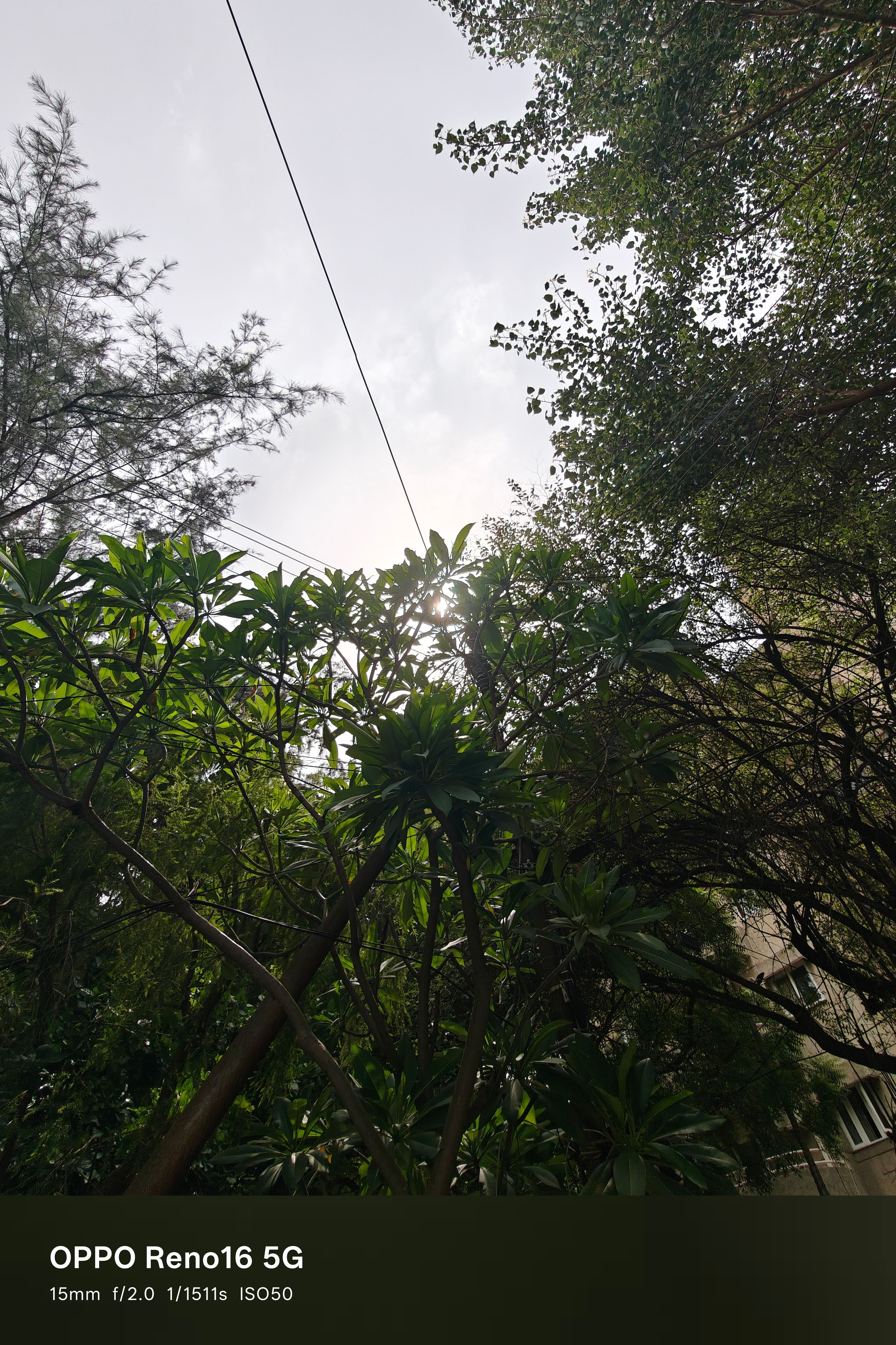 Oppo Reno 16 15mm tree shot Oppo Reno 16 15mm tree shot
