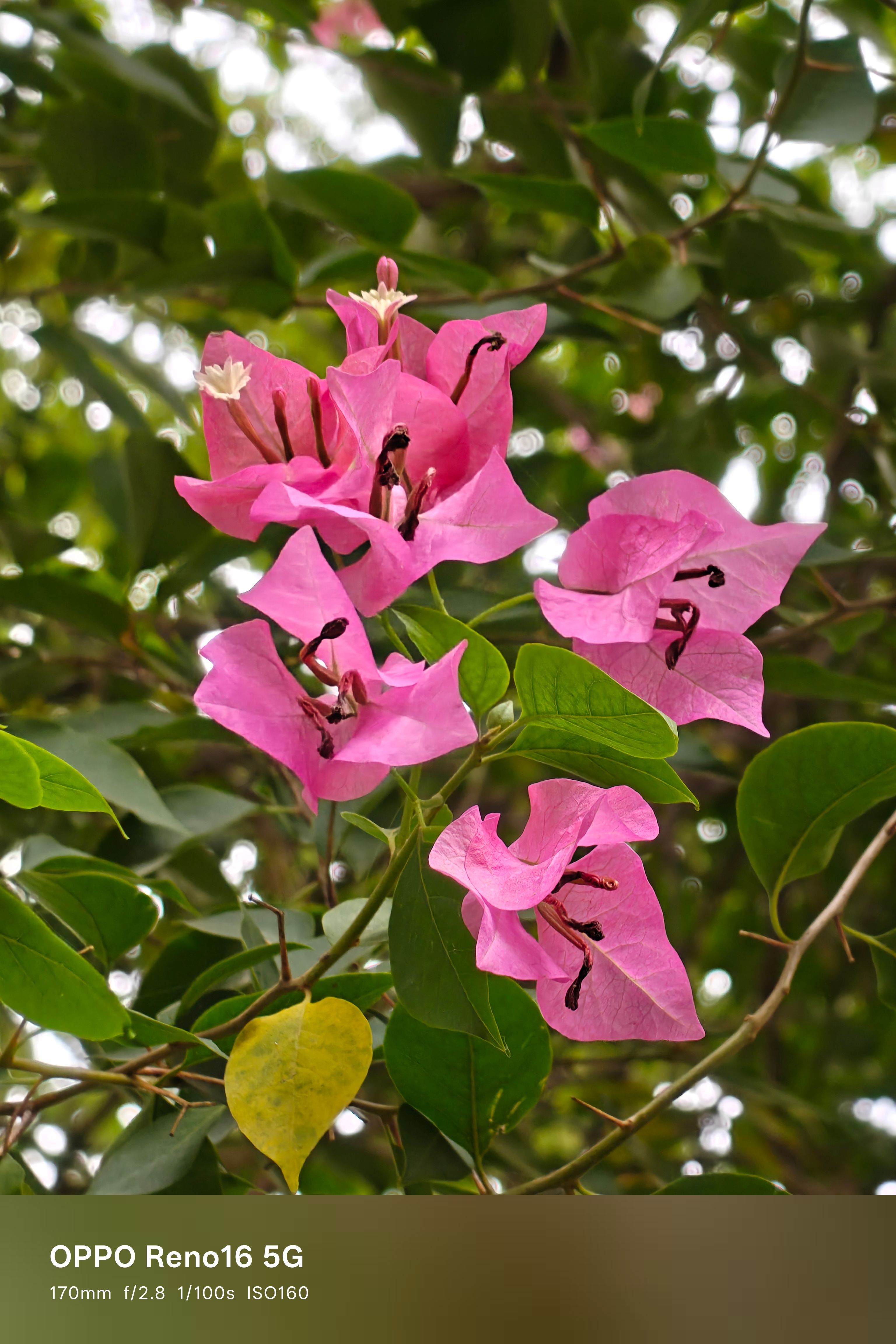 Oppo Reno 16 170mm flower shot Oppo Reno 16 170mm flower shot