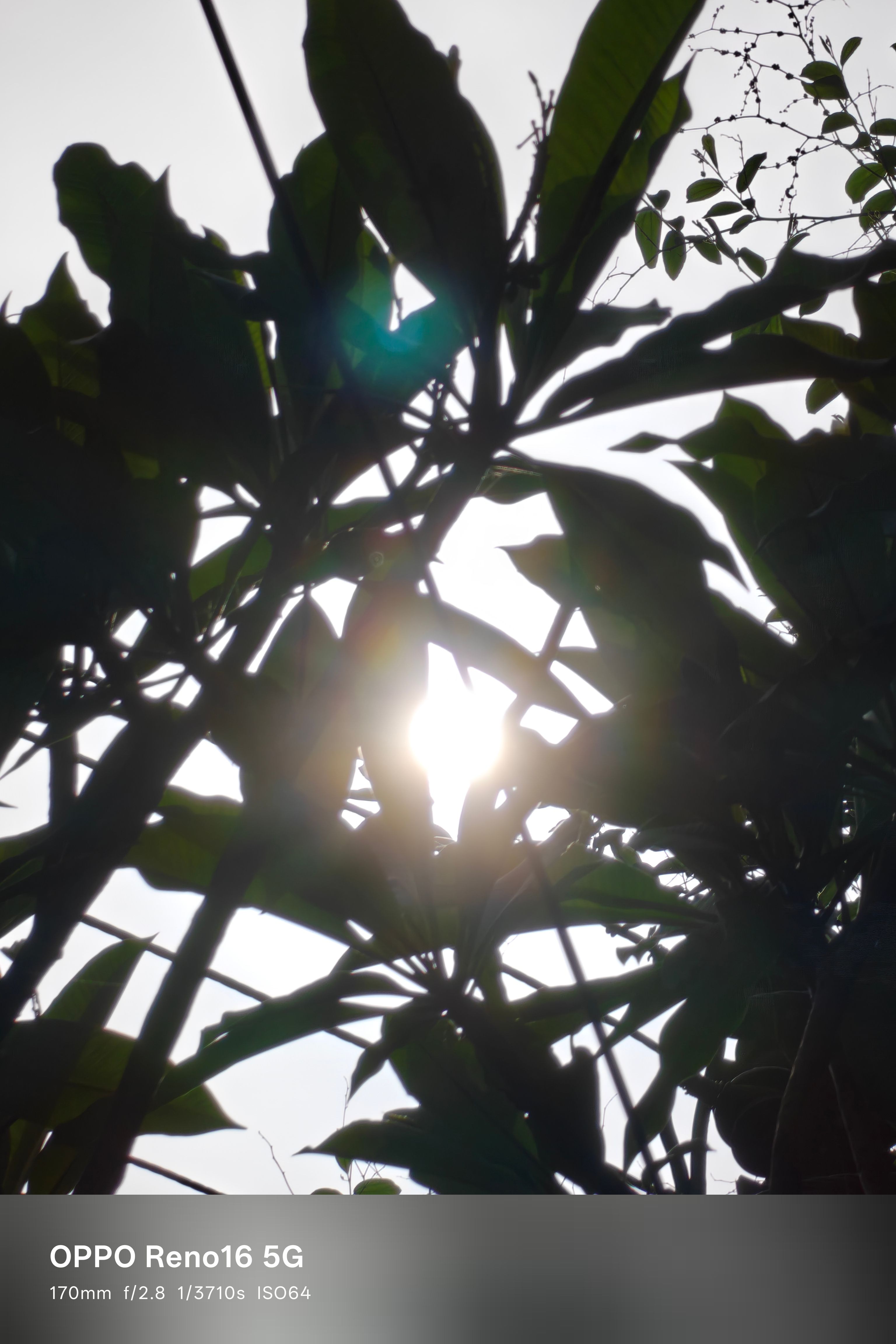 Oppo Reno 16 170mm tree shot Oppo Reno 16 170mm tree shot