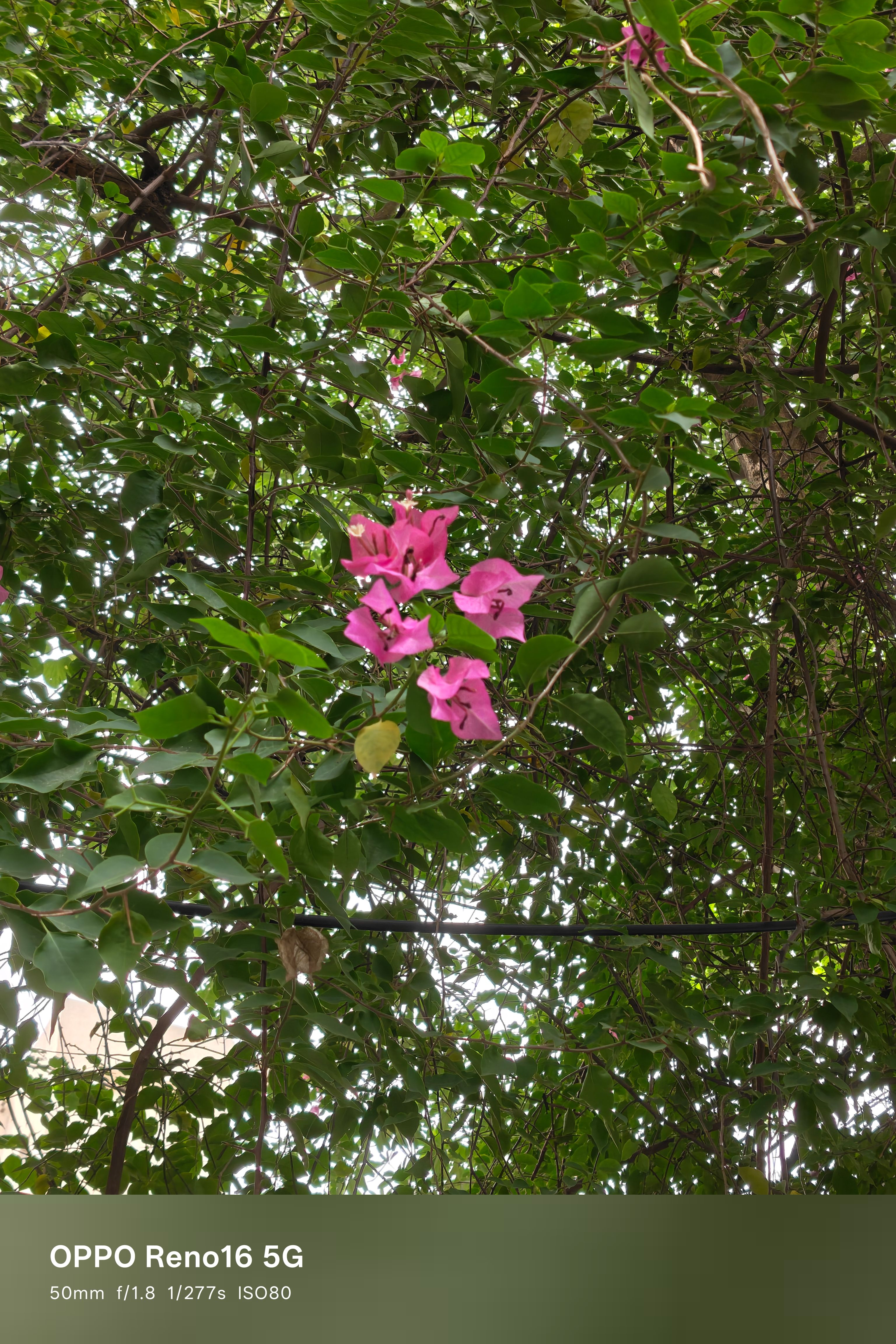 Oppo Reno 16 50mm flower shot Oppo Reno 16 50mm flower shot