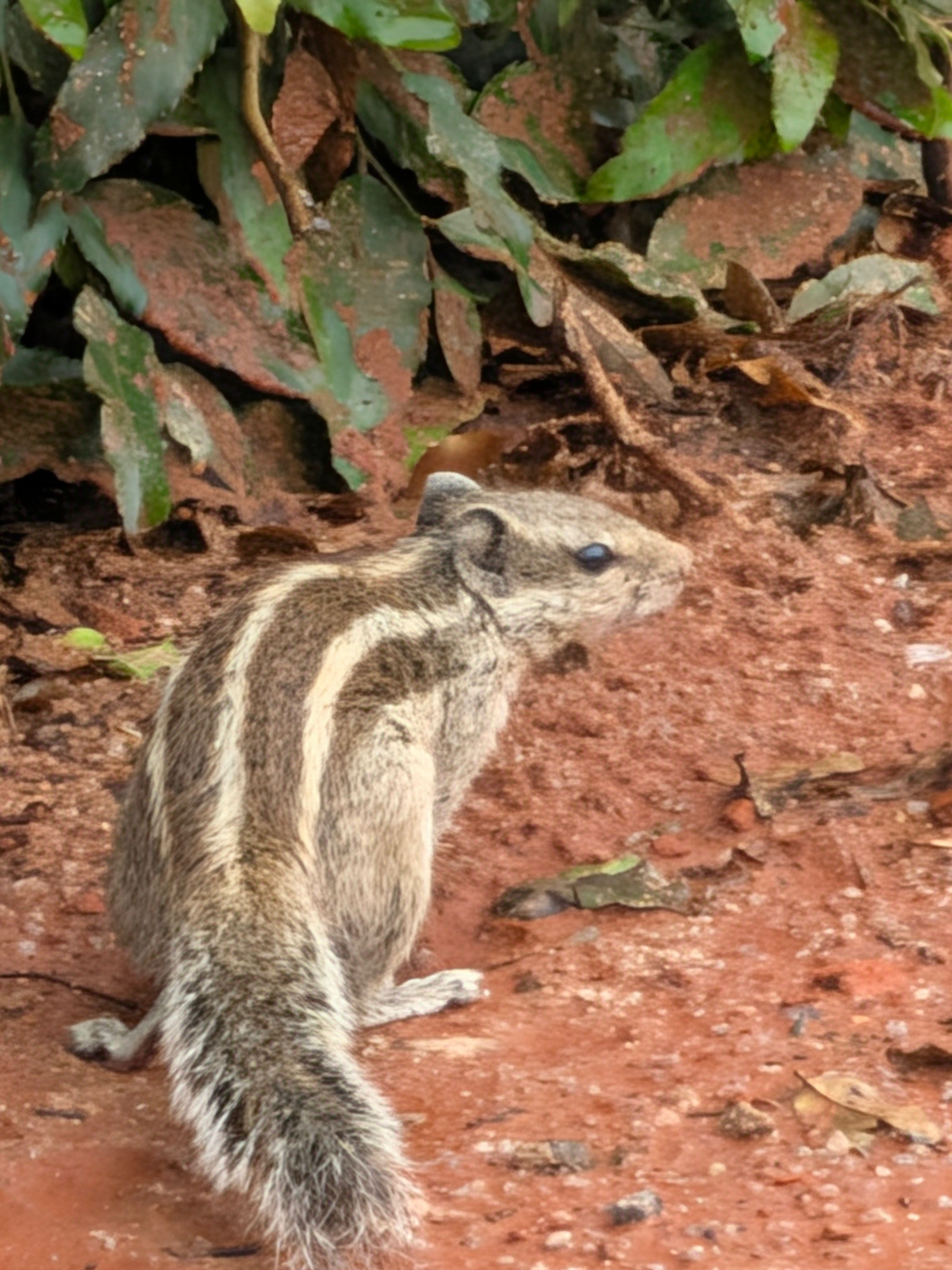 Pixel 11 Pro Fold Main Camera Shots 3
