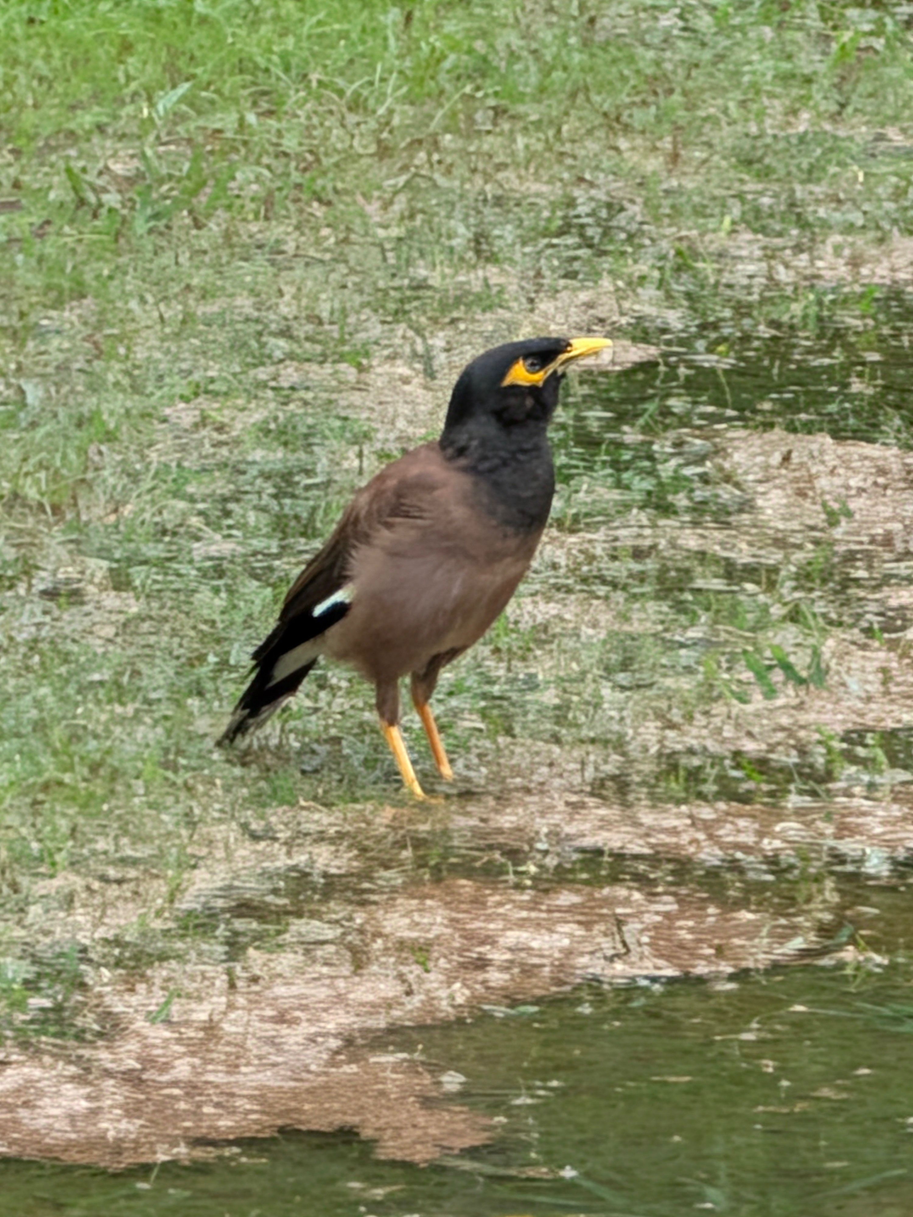 Pixel 11 Pro Fold Main Camera Shots 4