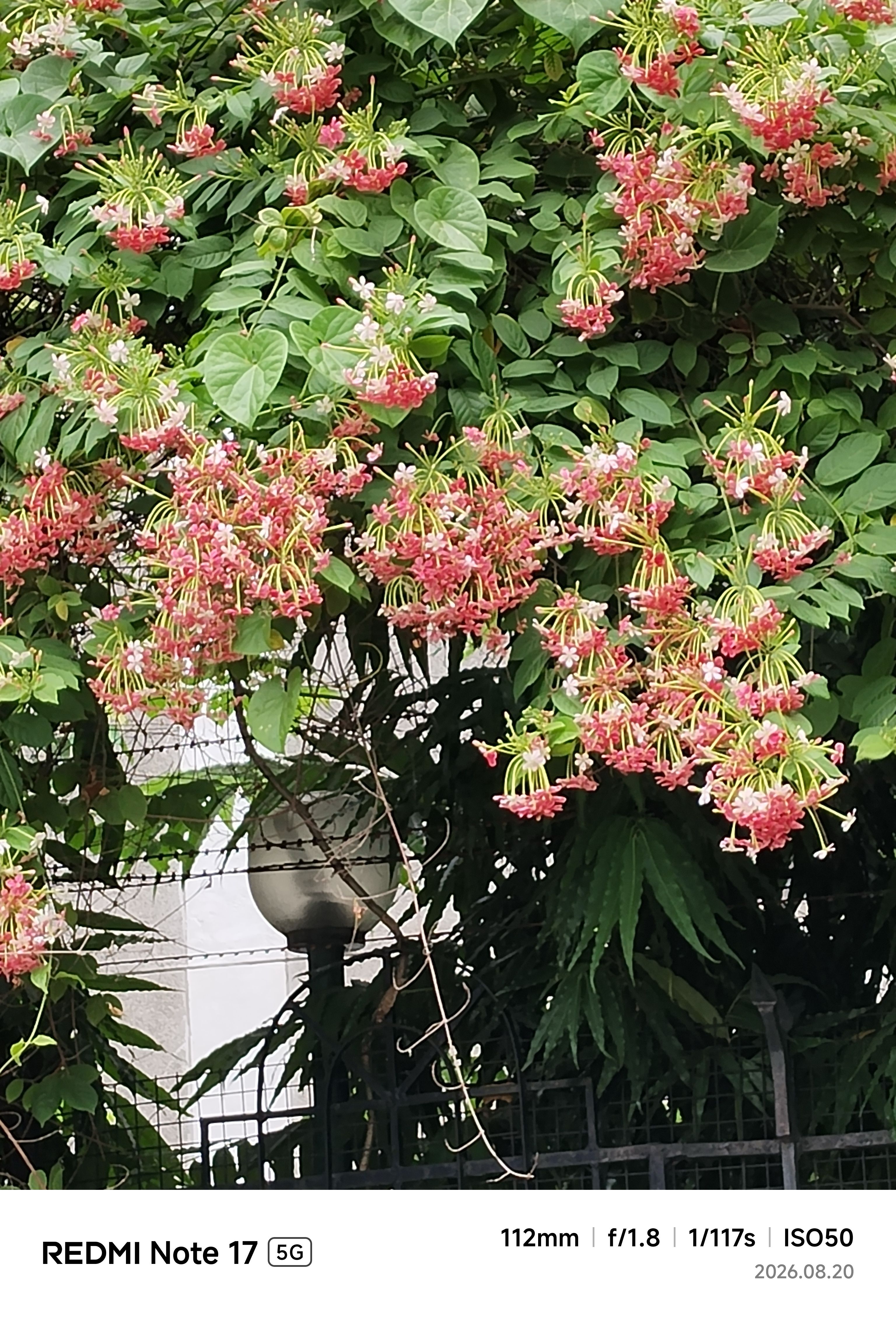 Redmi Note 17 Main Camera Sample 8 Redmi Note 17 Main Camera Sample 8