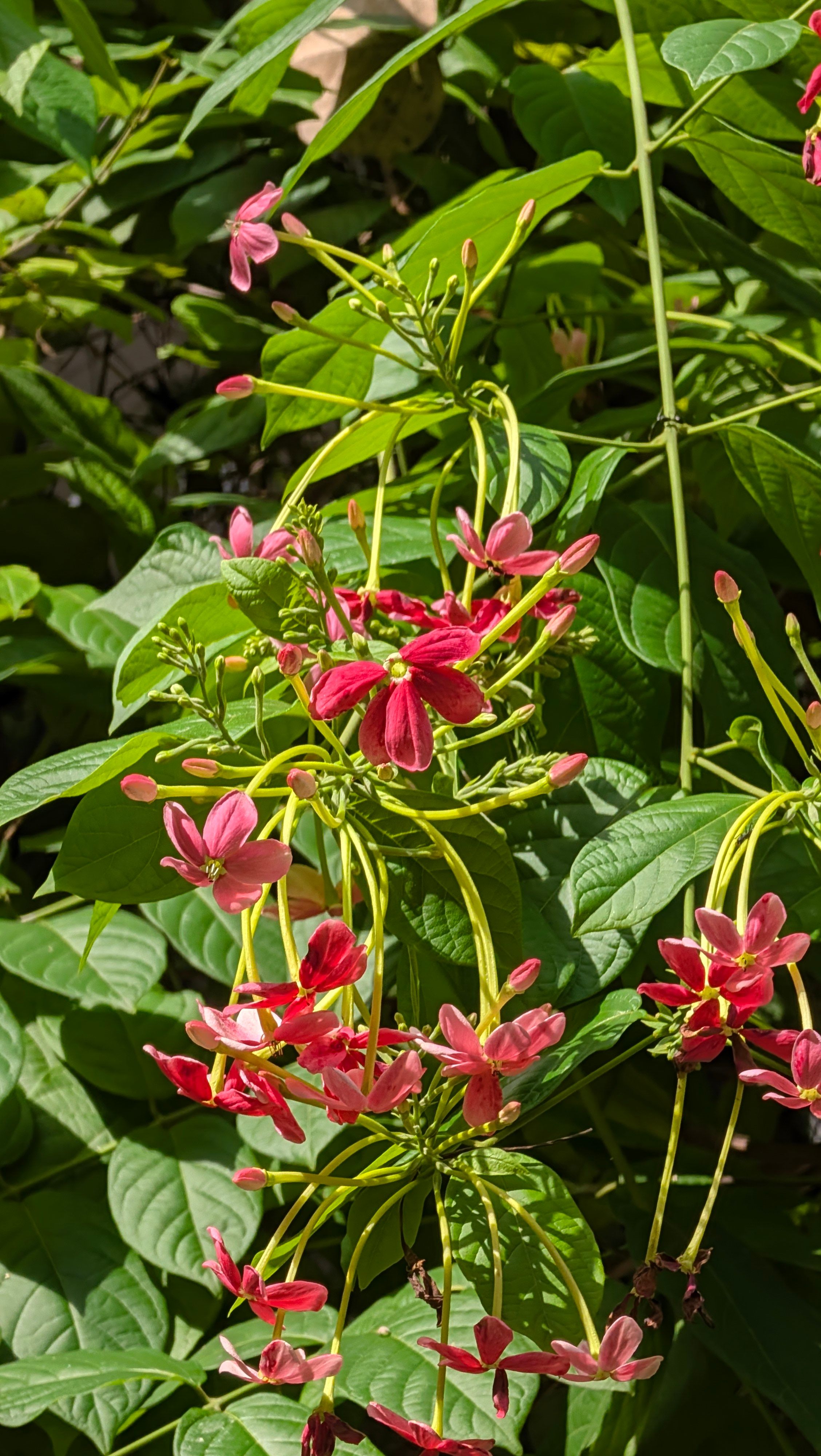 Pixel 11 telephoto day time shot of a flowers Pixel 11 telephoto day time shot of a flowers