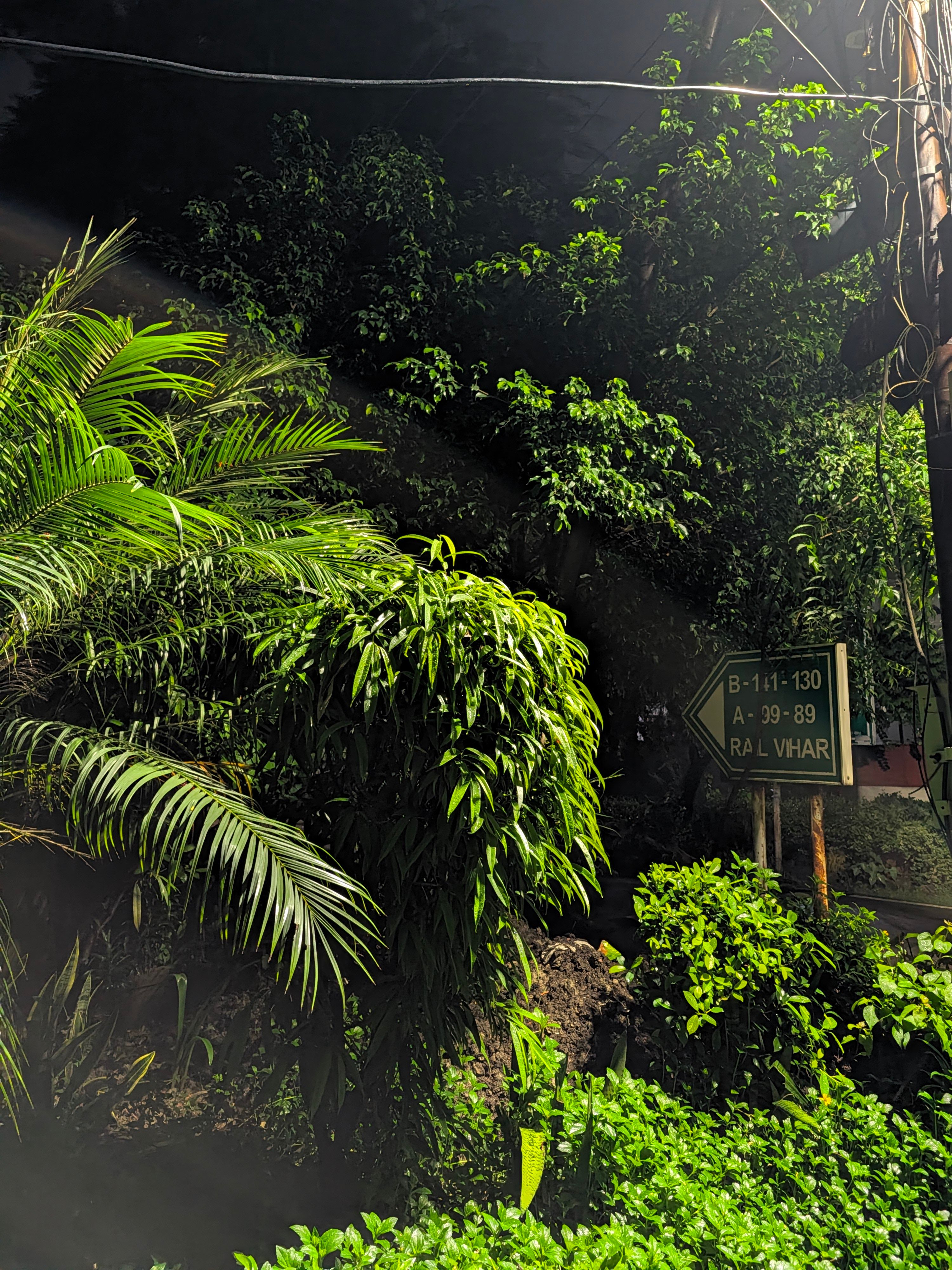 Pixel 11 main night shot of street light and bush Pixel 11 main night shot of street light and bush