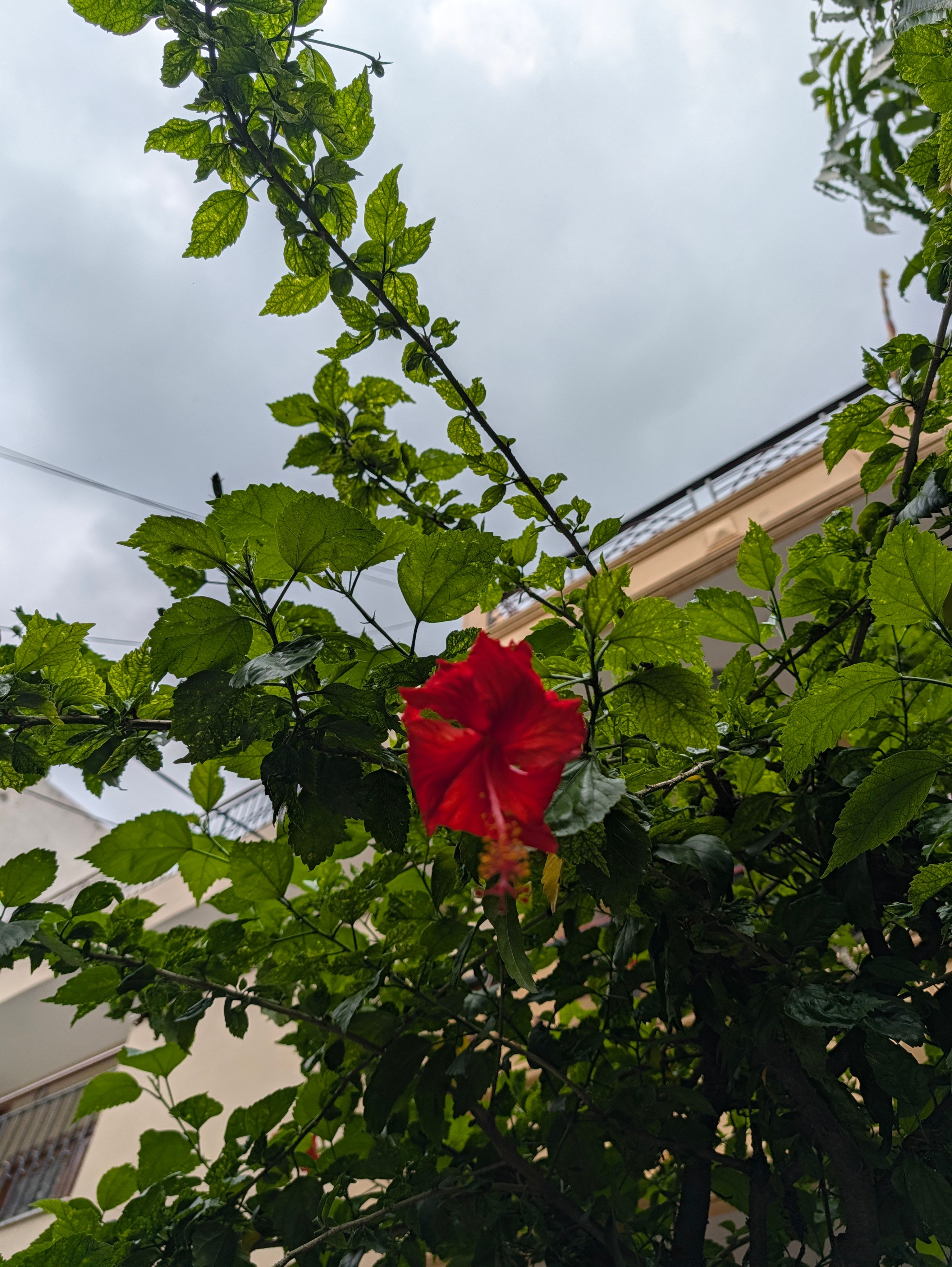 Pixel 11 Pro XL main day shot red hibiscus