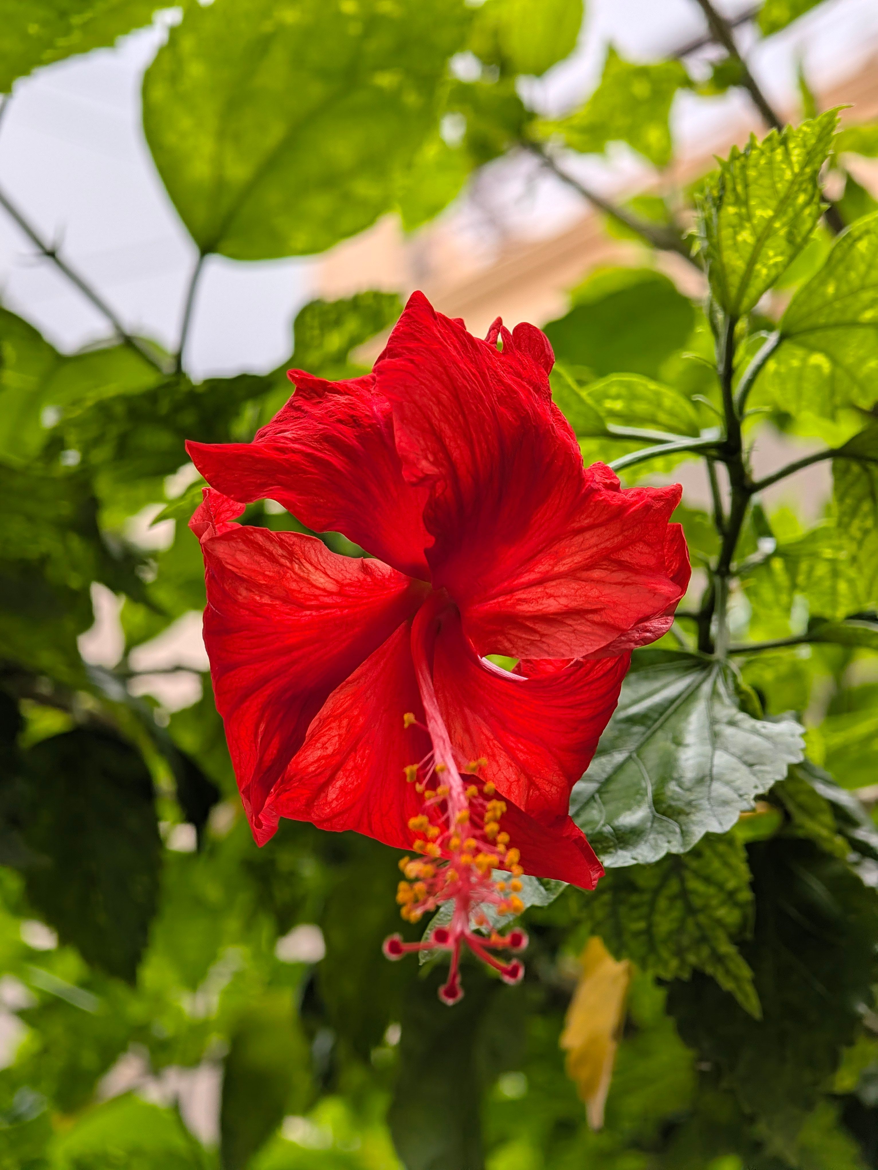 Pixel 11 Pro XL telephoto day shot red hibiscus