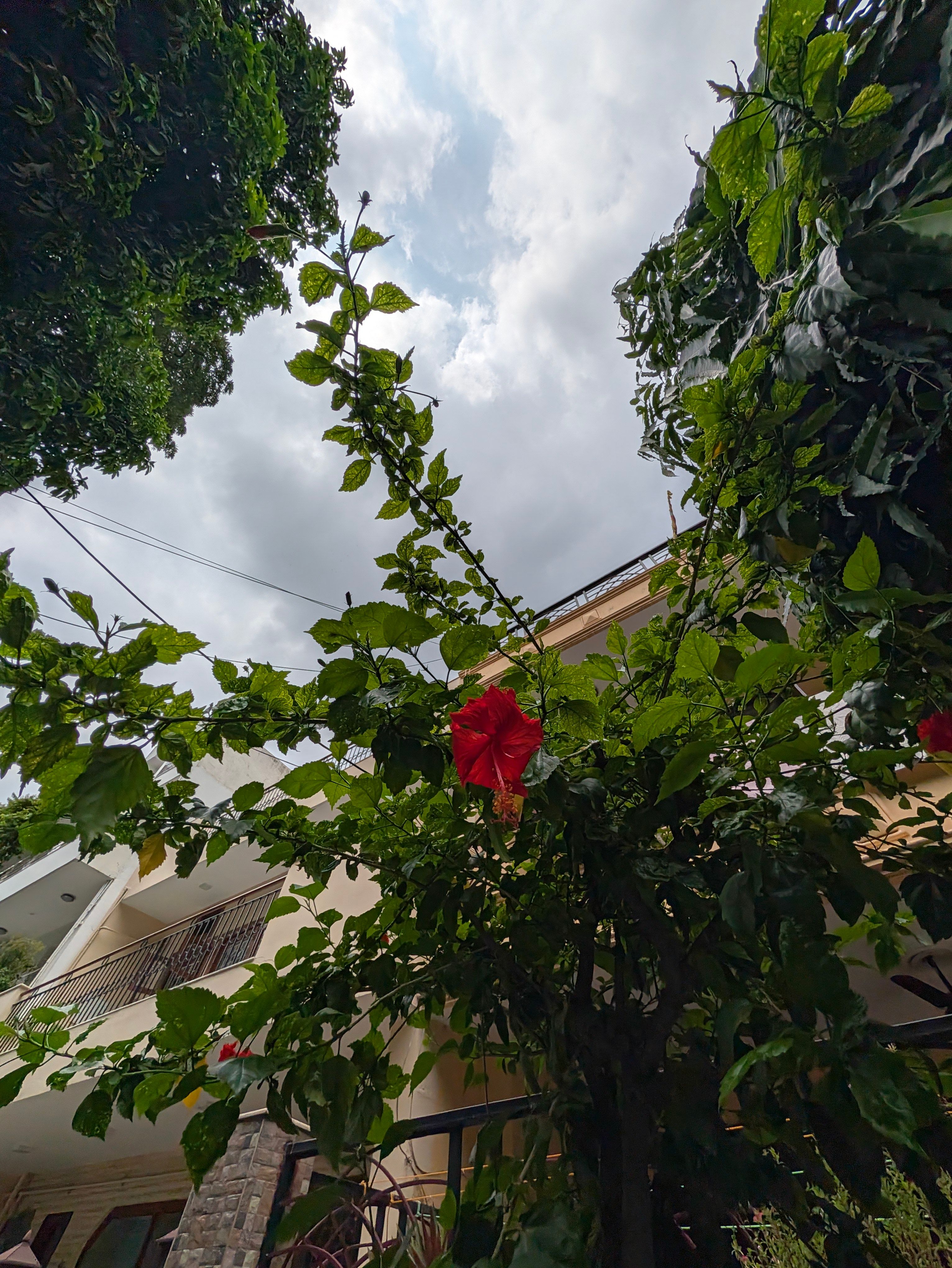 Pixel 11 Pro XL ultrawide day shot red hibiscus