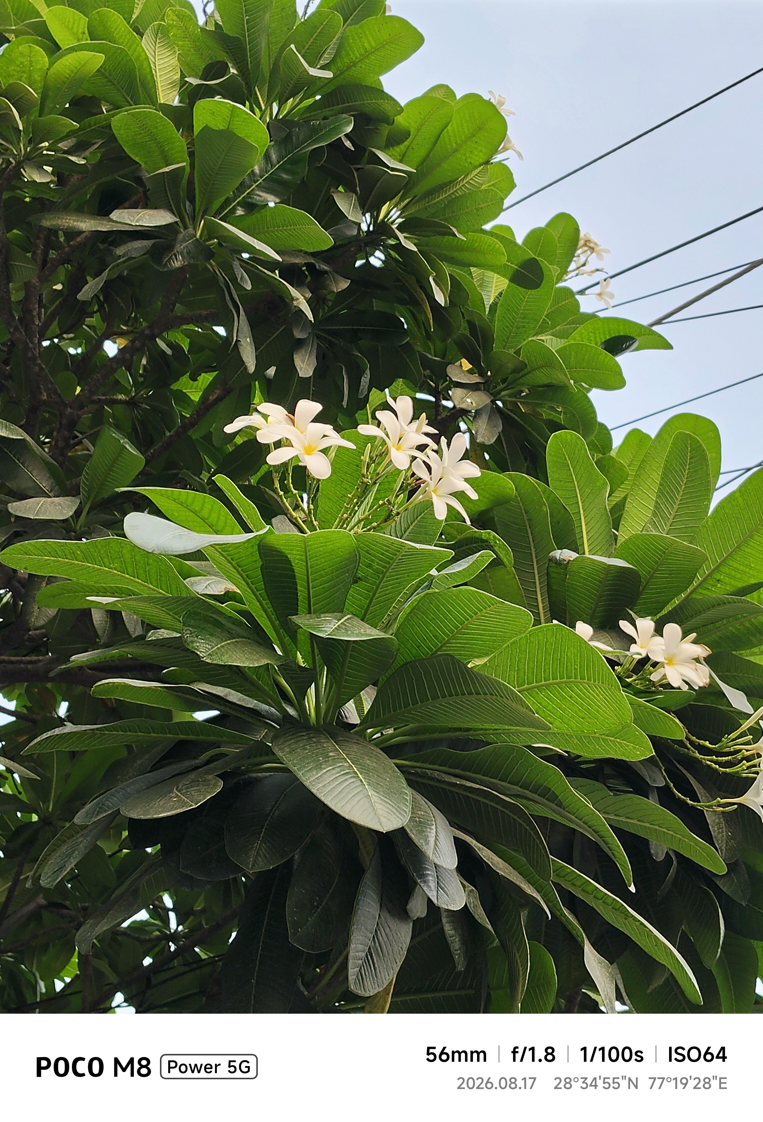 Poco M8 Power 56mm flowers day time shot Poco M8 Power 56mm flowers day time shot