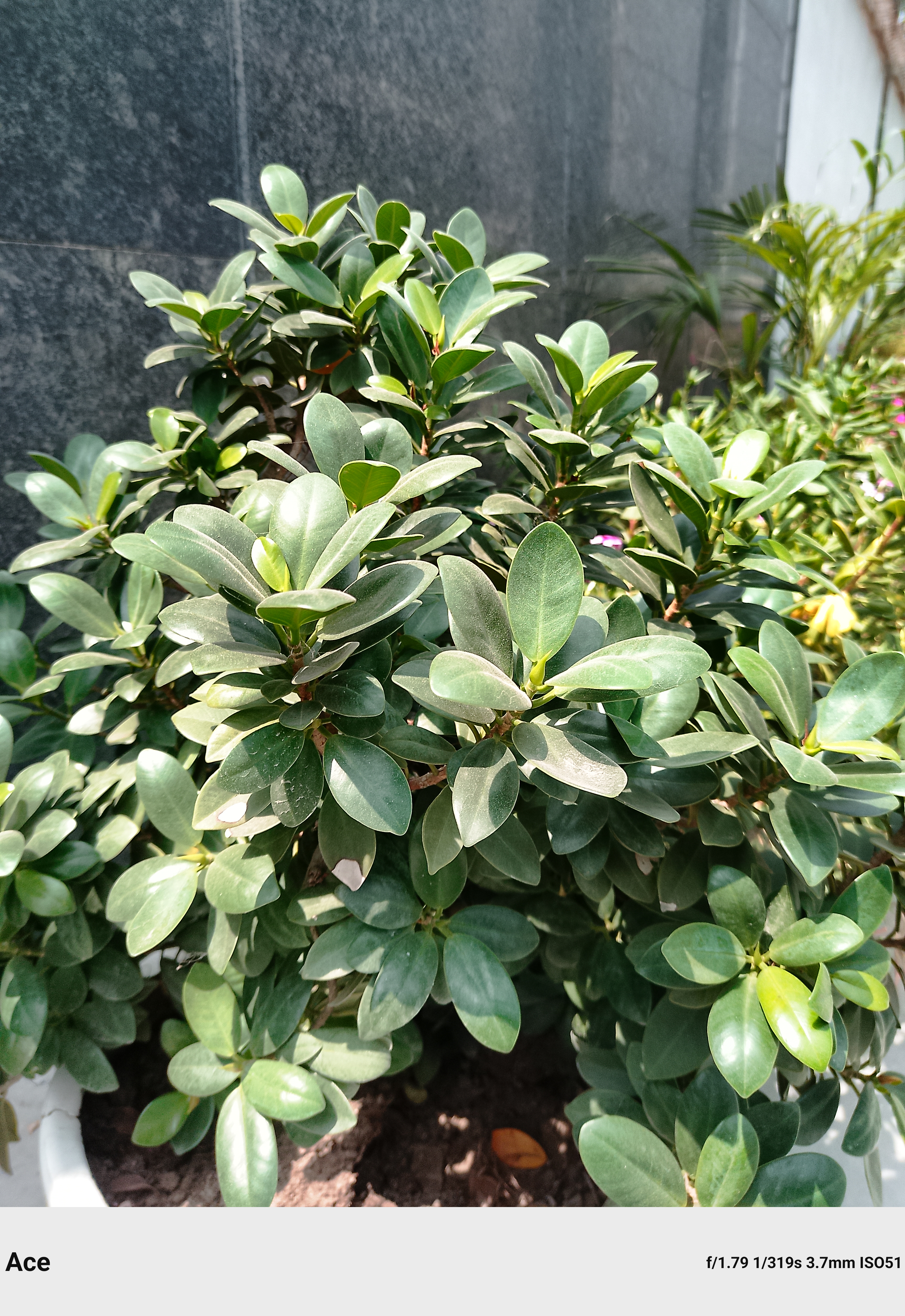 Boltt Ace 5G plant shot