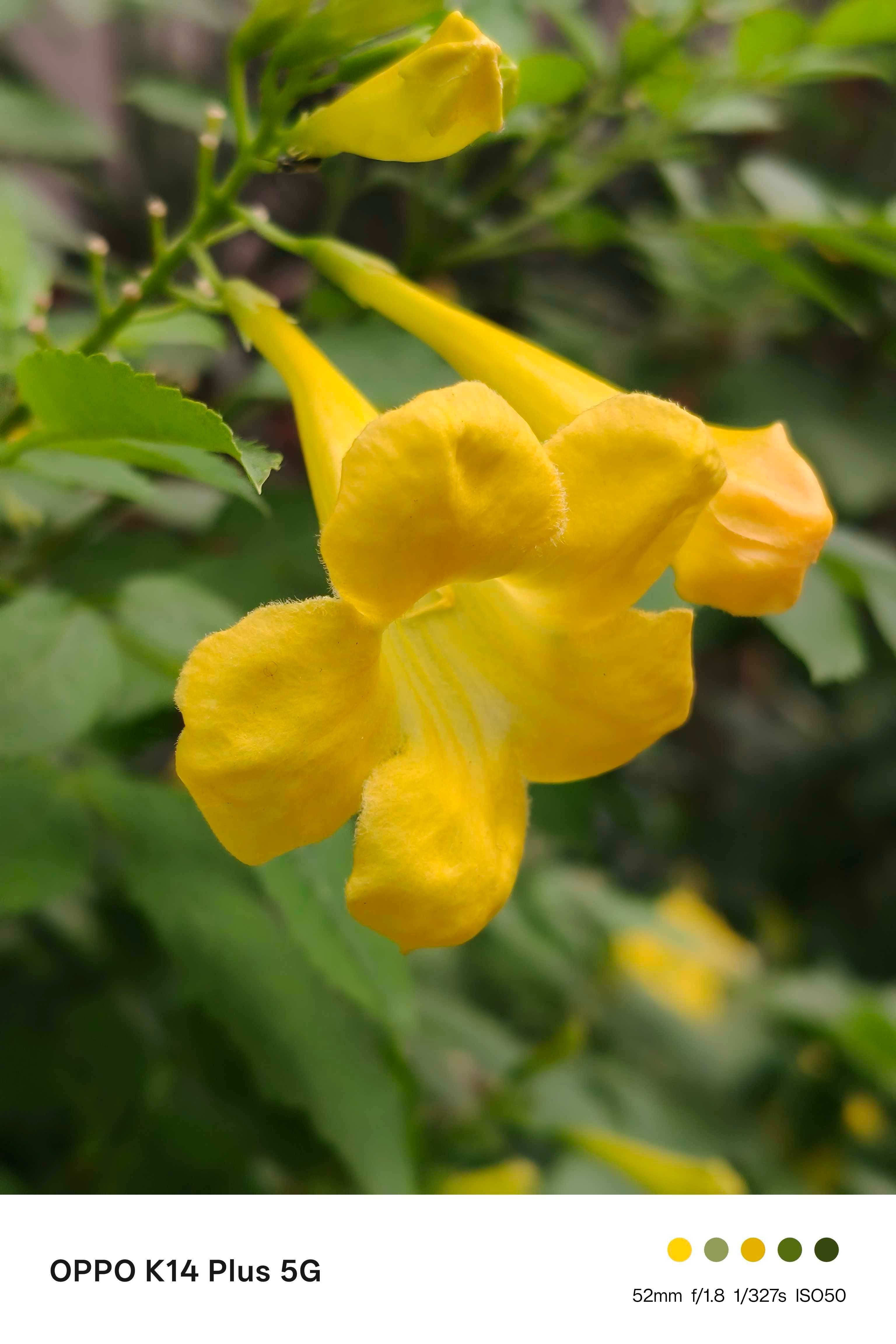 Oppo K14 Plus Main Camera Shot 2