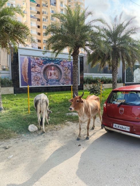 Image of cows next to a car shot on Redmi Note 17 Pro Max main camera in daytime