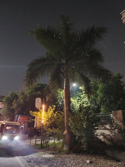 Image of a tree at night shot on Redmi Note 17 Pro Max main camera