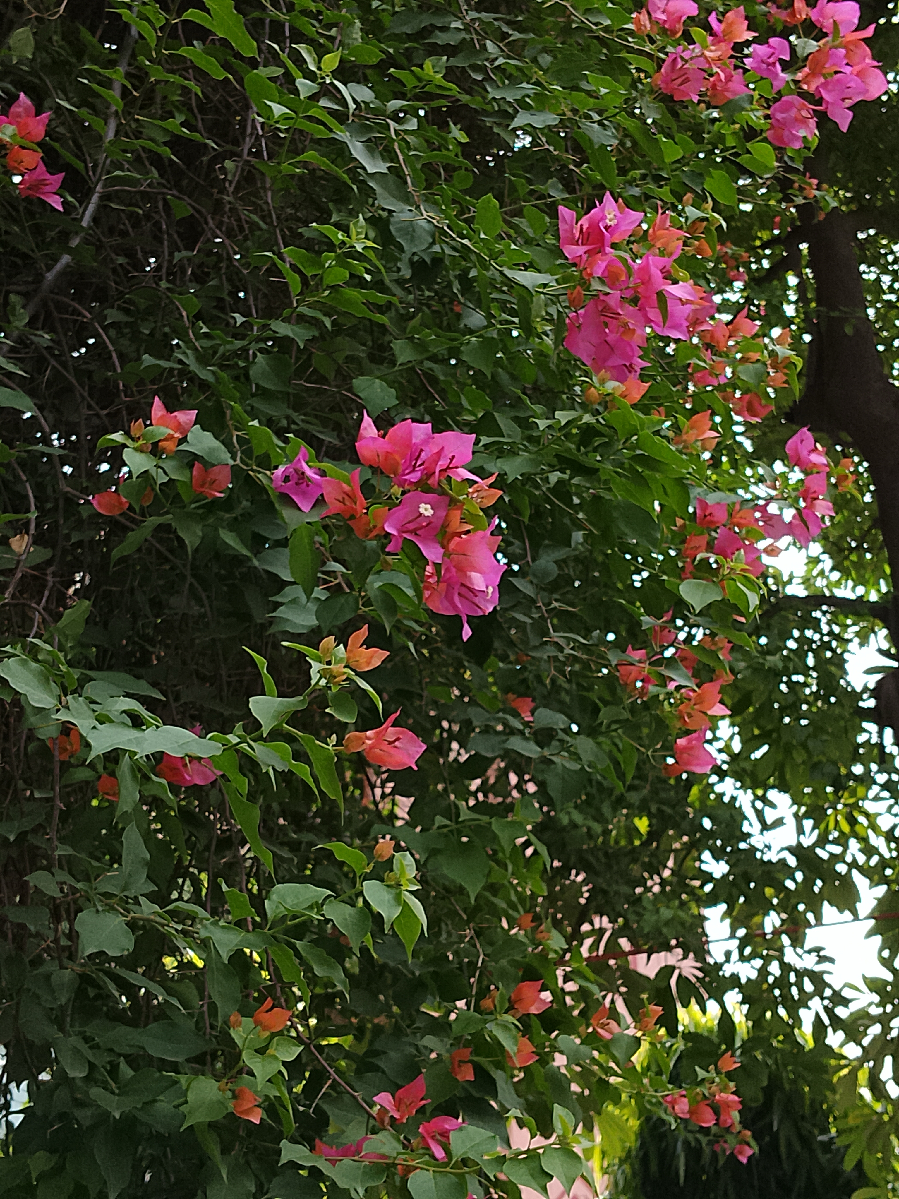 Viral V1 Pro 5G Main camera shot 3