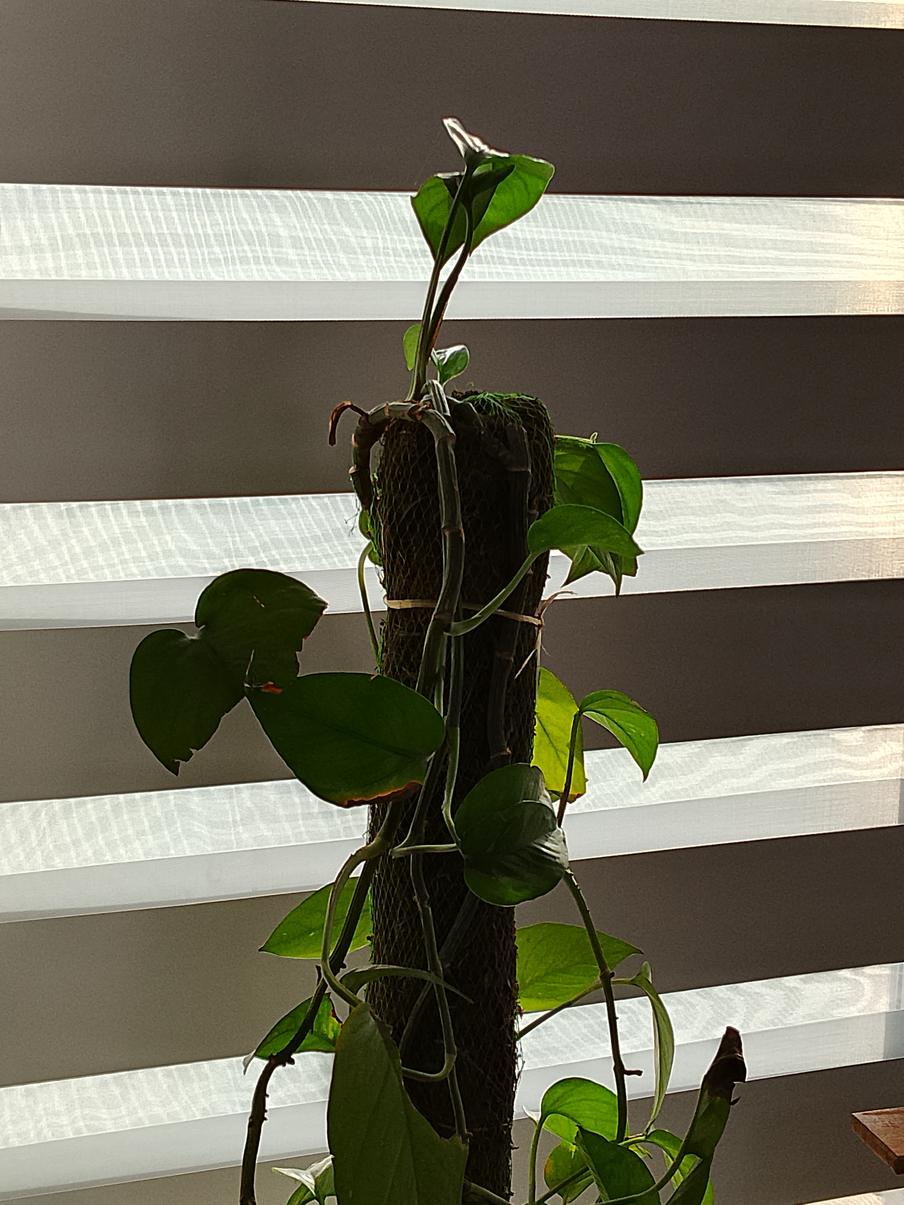 Viral V1 Pro 5G Main camera shot 9