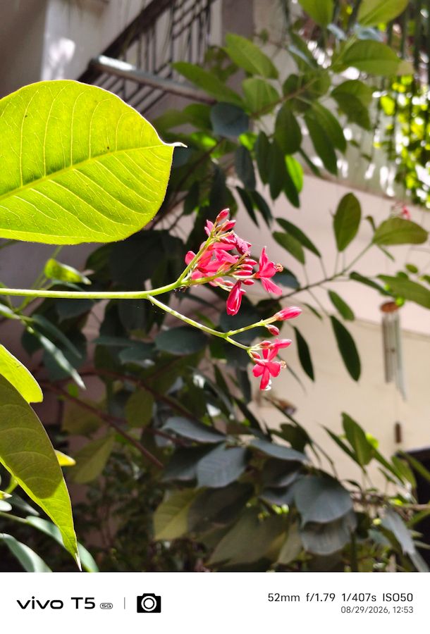Vivo T5 5G main 2x flower shot
