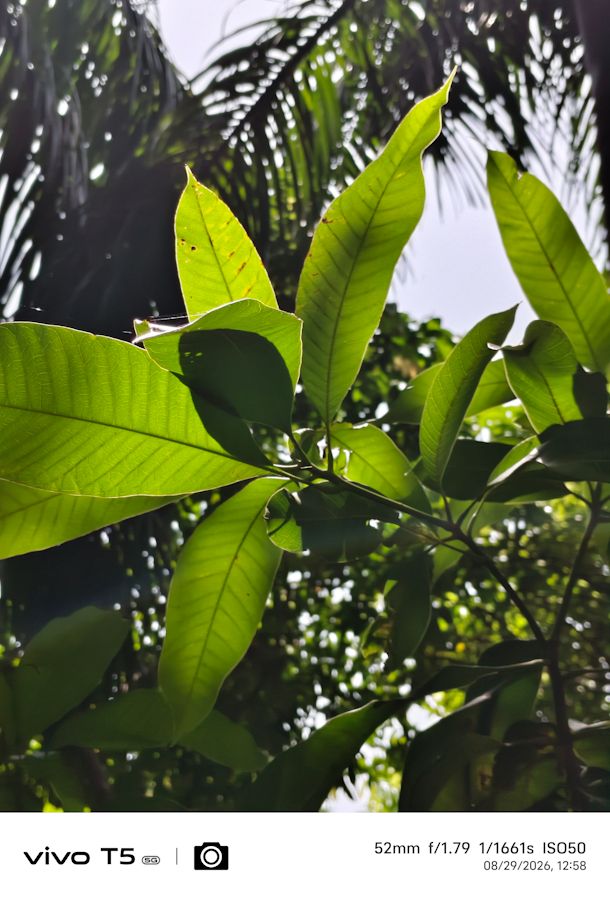 Vivo T5 5G main 2x plant shot