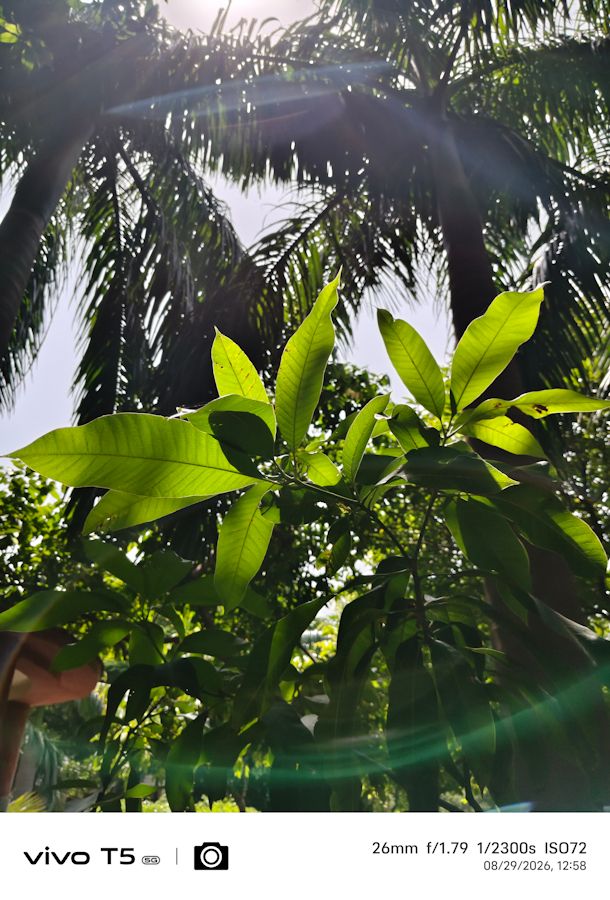 Vivo T5 5G main plant shot