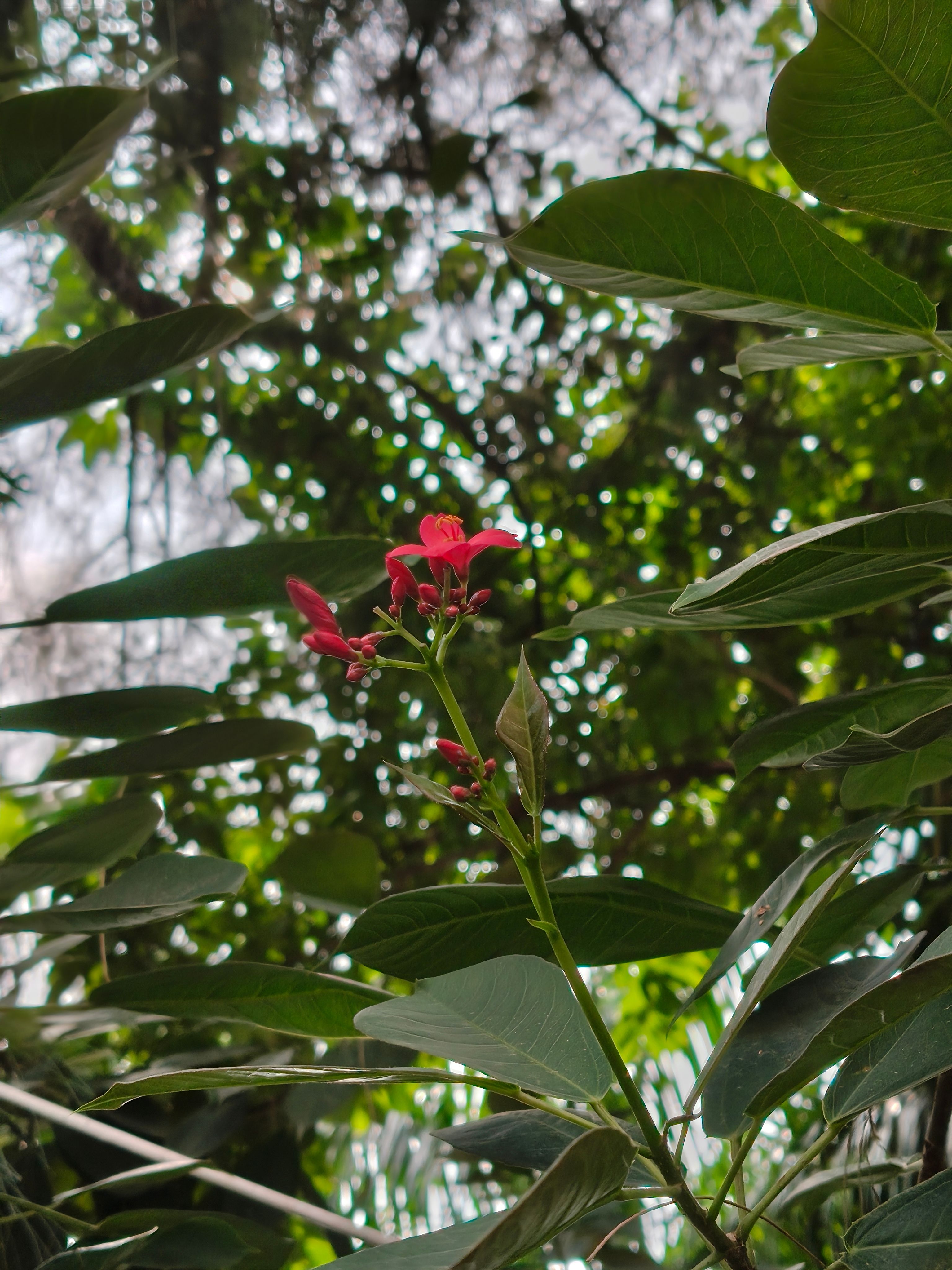 Oppo F35 Pro daylight flower shot 2x
