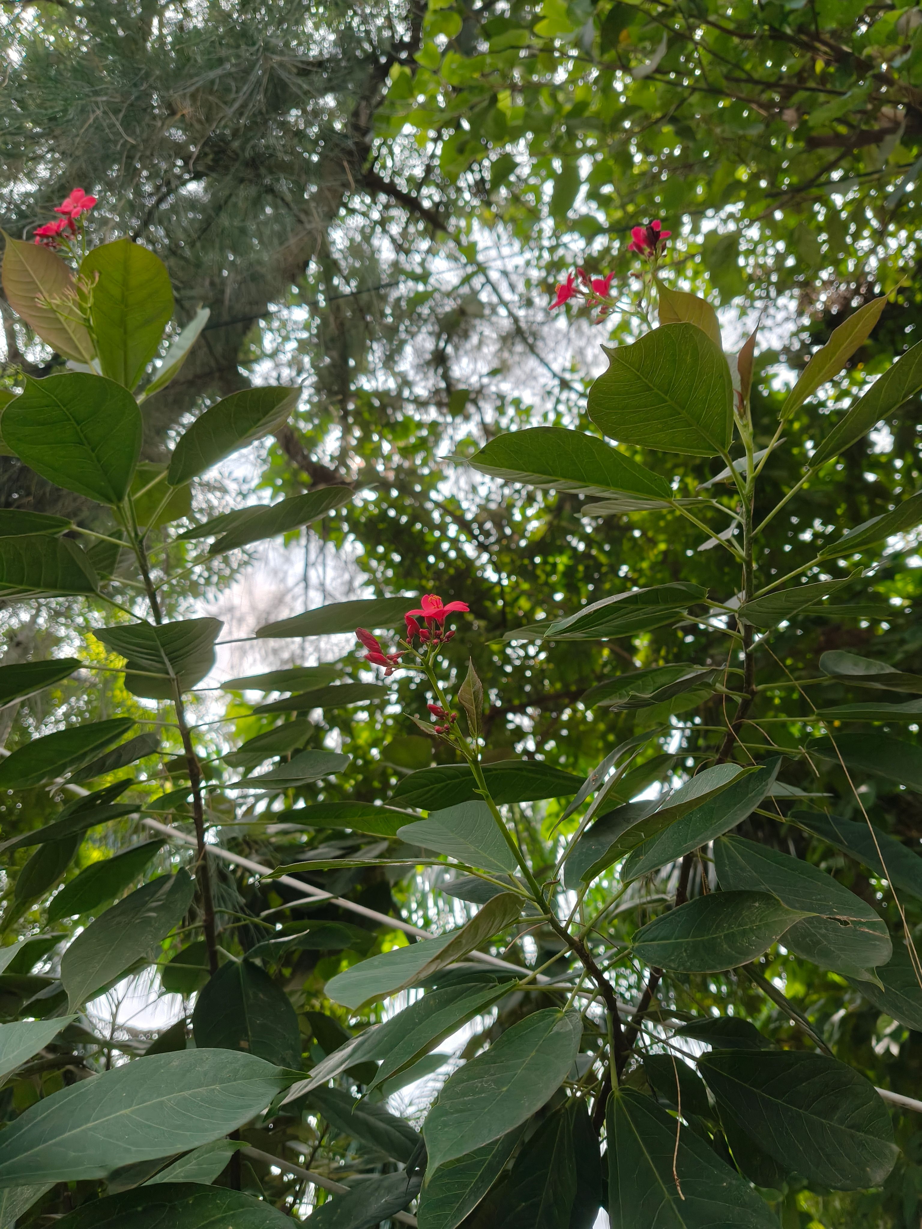Oppo F35 Pro daylight flower shot primary