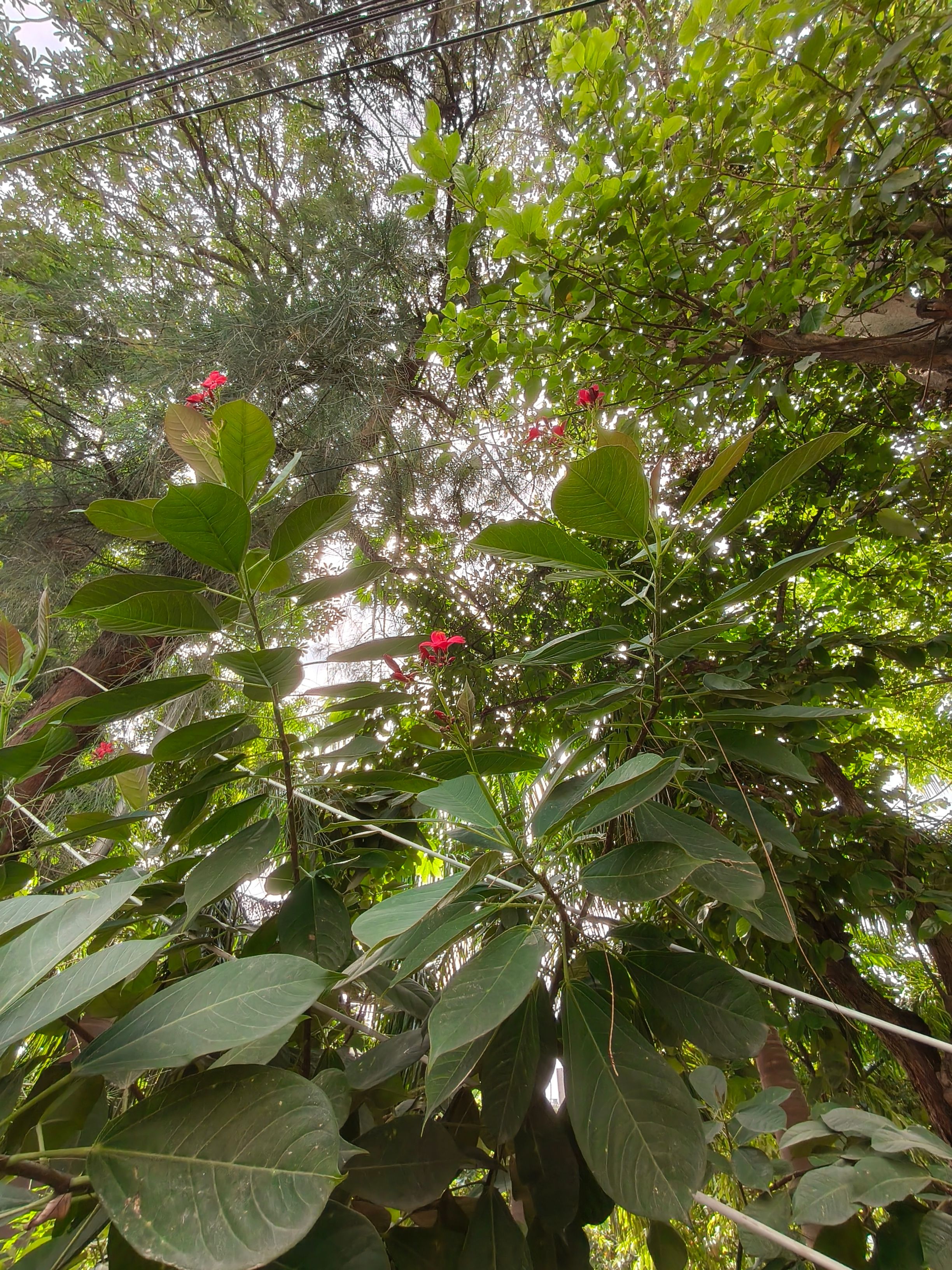 Oppo F35 Pro ultrawide shot flowers