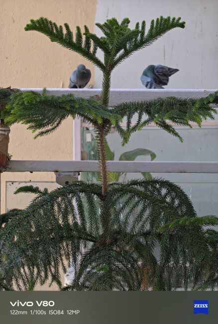 Shot of a plant with pigeons in the background captured on Vivo V80's telephoto camera