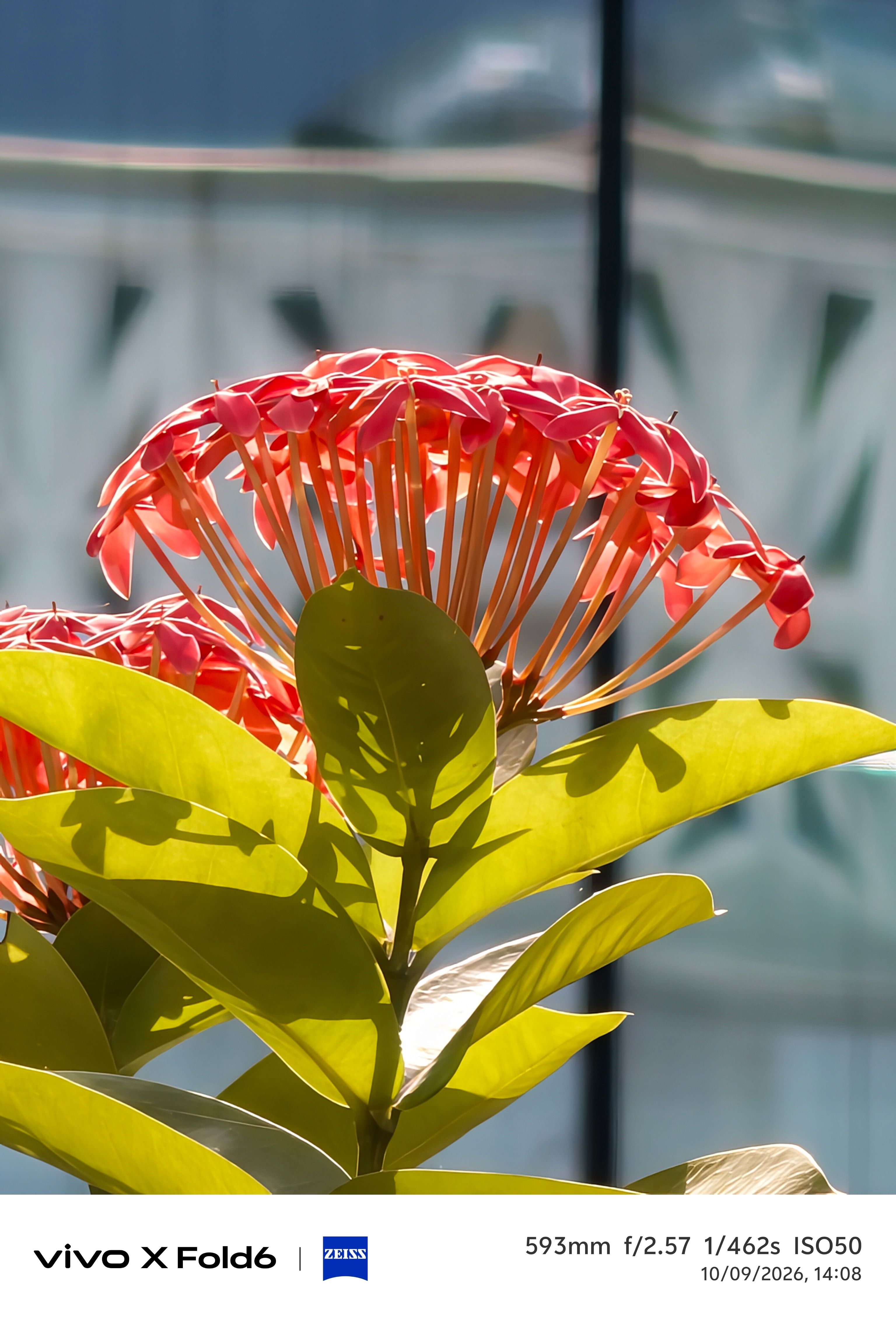 Vivo X Fold 6 flowers telephoto 593mm shot