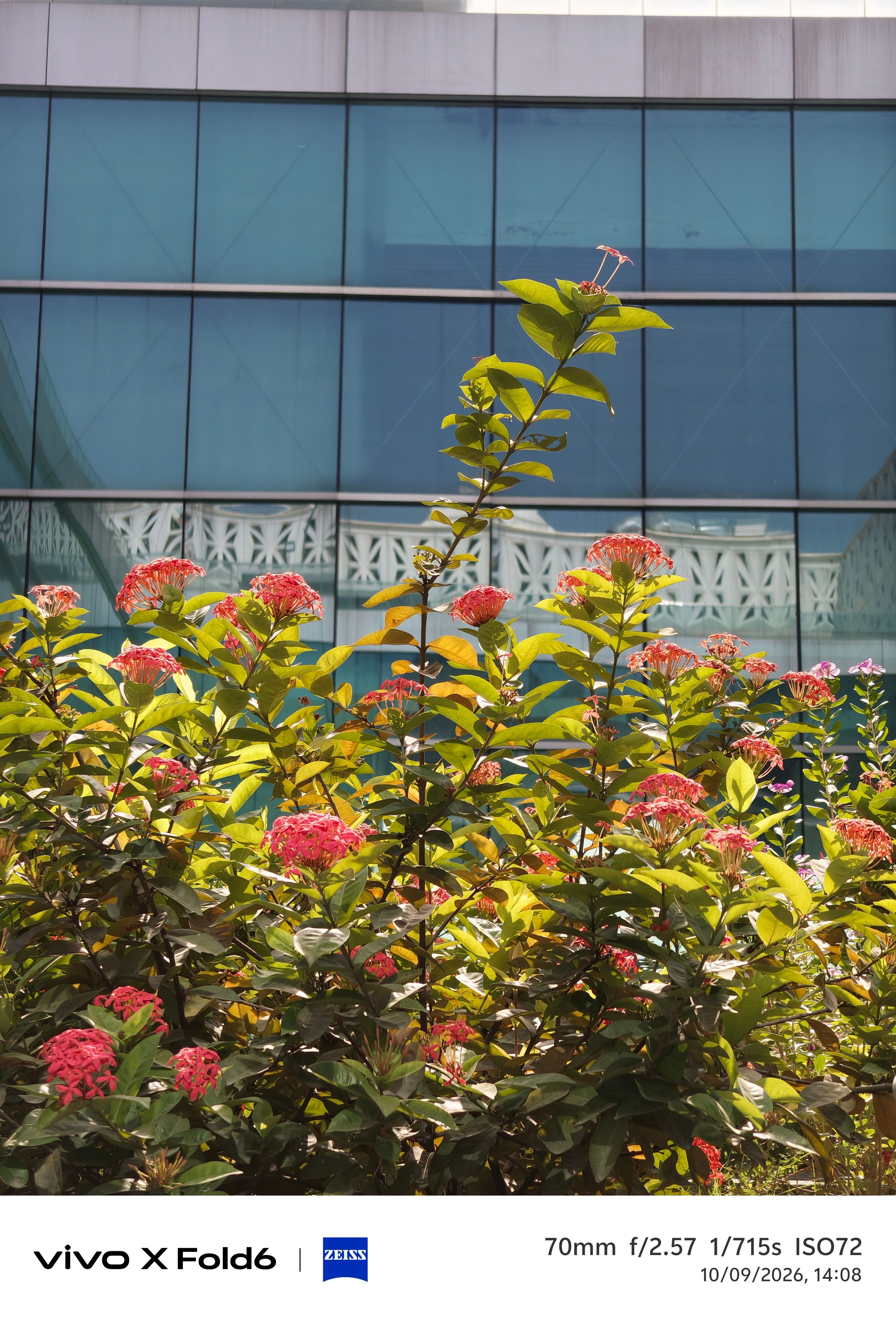 Vivo X Fold 6 flowers telephoto 70mm shot